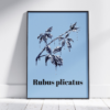 Affiche ronce (Rubus plicatus)