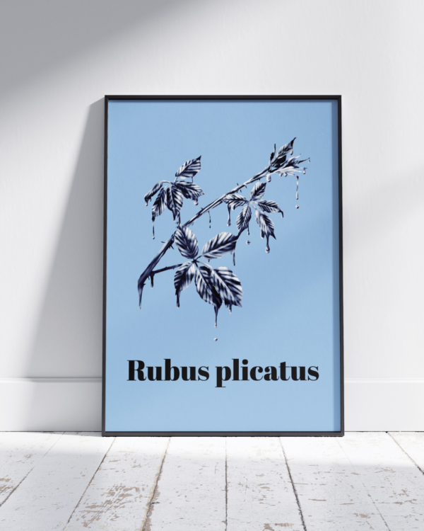 Affiche ronce (Rubus plicatus)