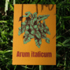 8 Affiche d’Arum d'Italie (Arum italicum)