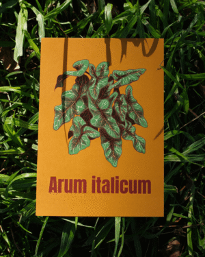 Affiche d’Arum d'Italie (Arum italicum)