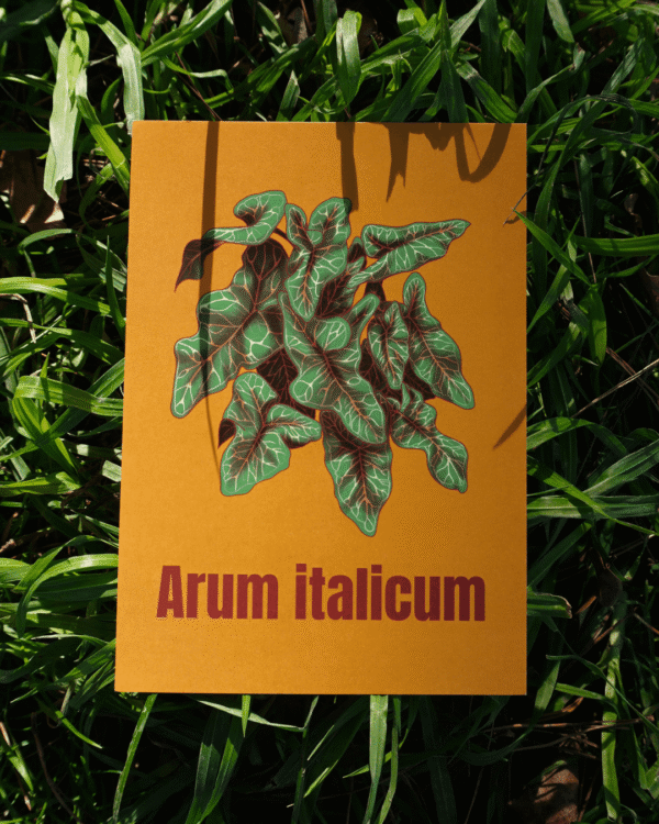 8 Affiche d’Arum d'Italie (Arum italicum)