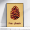Affiche pin maritime (Pinus pinaster)