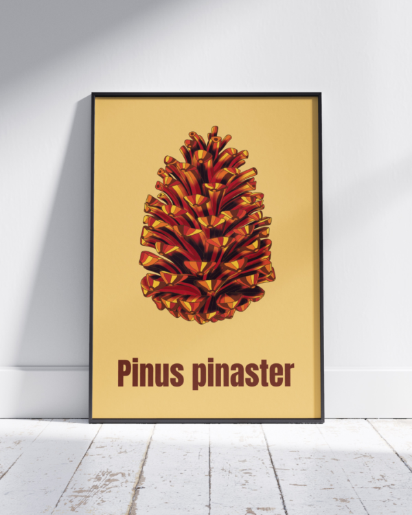 Affiche pin maritime (Pinus pinaster)