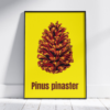 Affiche pin maritime (Pinus pinaster)