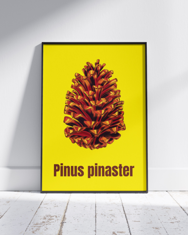 Affiche pin maritime (Pinus pinaster)