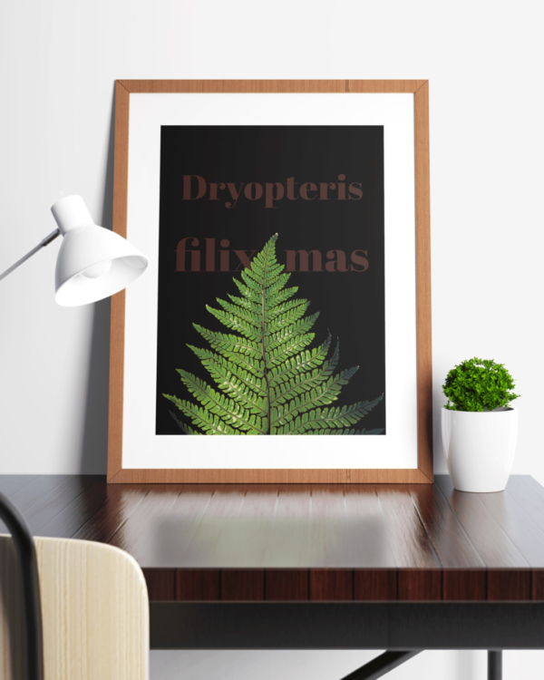 Affiche fougère mâle (Dryopteris filix mas)